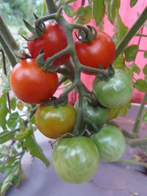 Bibi cherry tomato - Click Image to Close