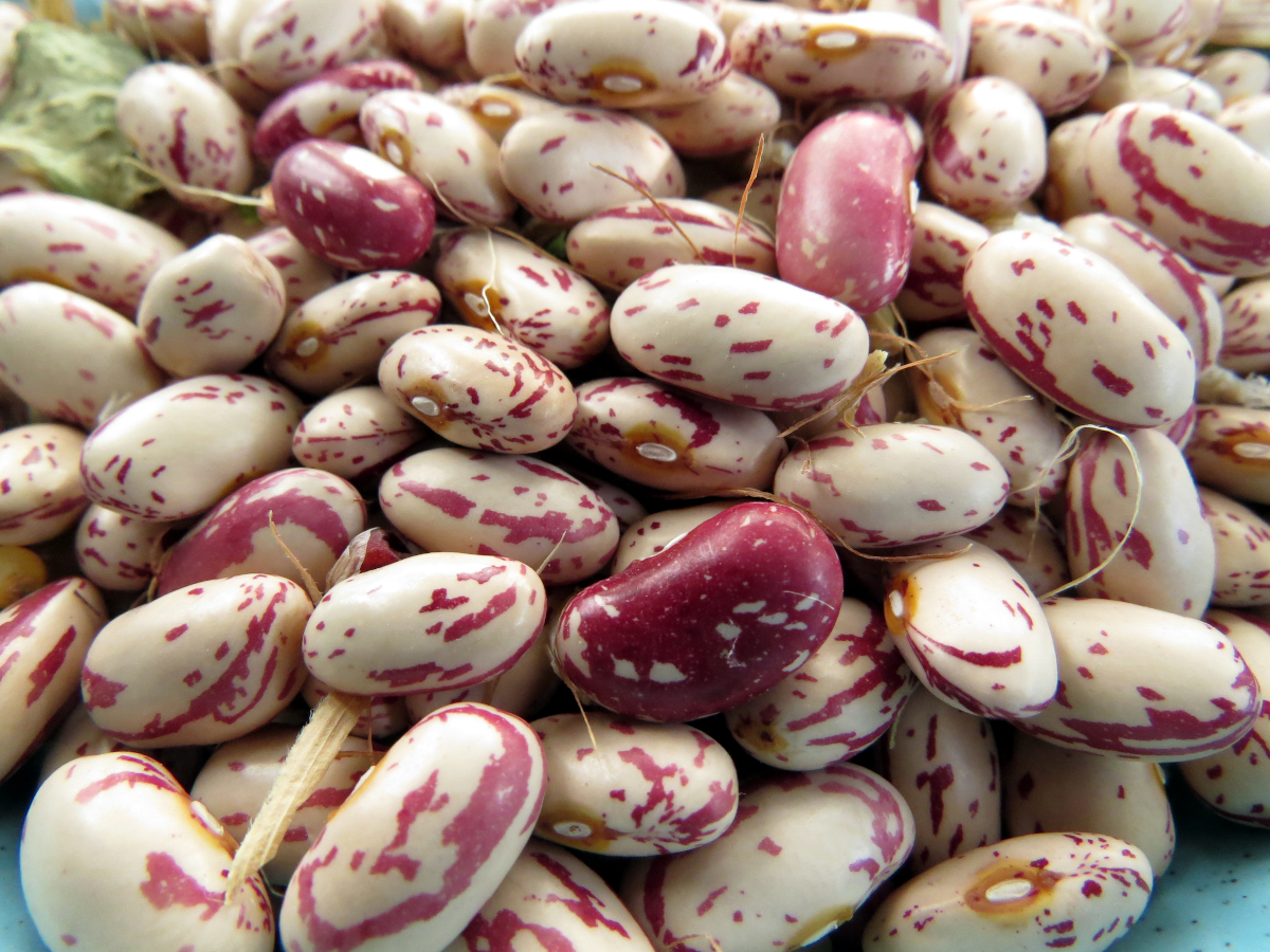 Krimson Bush Bean