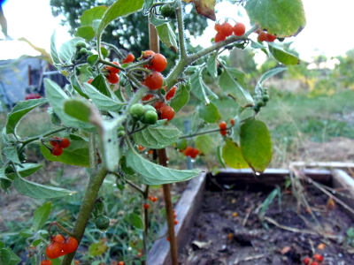 Orange Berry (Solanum nigrum) - Click Image to Close