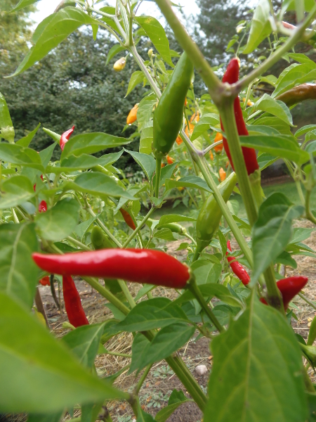 Serrano pepper - Click Image to Close