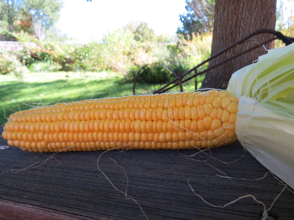 Butterscotch Corn(r)