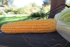 Butterscotch Corn(r)