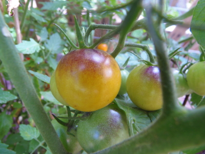 Bosque Blue Tomato Seeds  Organic - Tim's Tomatoes