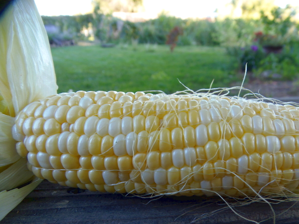 Embolden Bicolor Sweet Corn