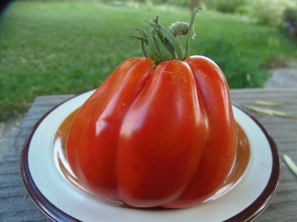 Podorak (ribbed stuffing tomato)