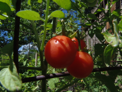 Sladkoezhka cherry tomato