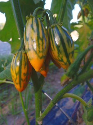 Striped Garden Egg (Striped Toga Eggplant) – Truelove Seeds