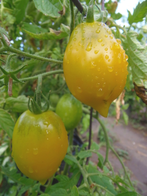 Citrus Garden Tsitrusovyy Sad An heirloom tomato that looks like a lemon!