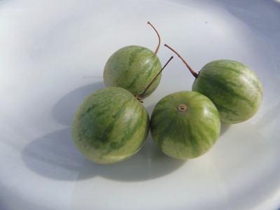 Tzimbalo (Solanum caripense)
